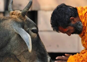 গােমাংস