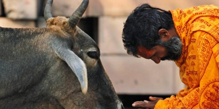 গােমাংস