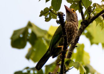 বসন্ত