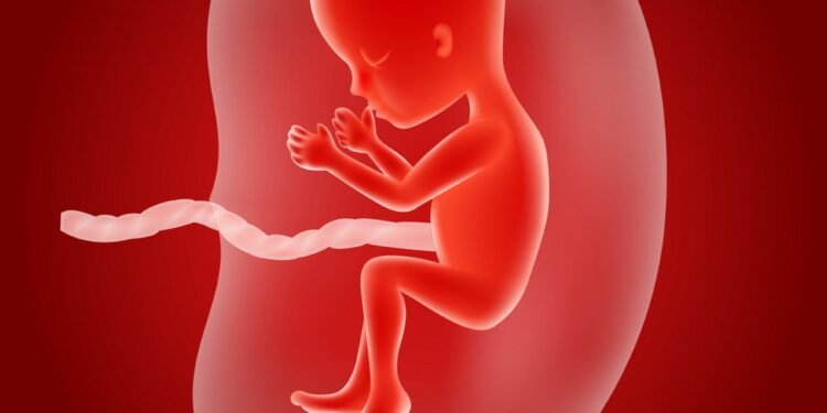 মানব সৃষ্টির বিস্ময়কর ঘটনা ও শুক্রানু থেকে জরায়ুতে ভ্রুণ বিকাশের বর্ণনা