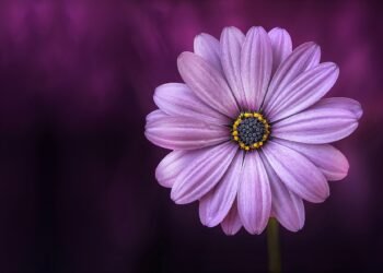 বৈশাখী স্মৃতি-কবিতা