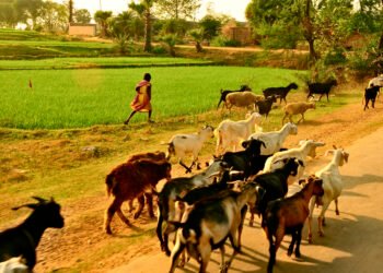 ময়ূরাক্ষী তীরবর্তী বীরভূম : ইতিহাস, সংস্কৃতি ও সমাজের সন্ধানে